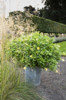 Galvanised container planted with Argyranthemum 'Jamaica Primrose' in September