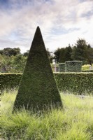 A slender clipped pyramid of yew surrounded by Seslaria autmnalis in September.