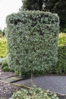 Clipped weeping silver pear, Pyrus salicifolia 'Pendula' in September.