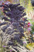 Kale 'Redbor' in September.