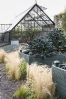 Kale 'Nero di Toscana' in painted wooden planters surrounded by Stipa tenuissima in September at Whitburgh House Walled Garden.