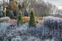 Thuja occidentalis Barabit's Gold in mixed bed with frosty perennial seedheads and grasses, Bressingham Gardens. 