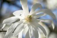 Magnolia Loebneri Star Bright