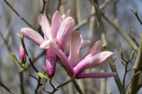 Magnolia Phelan Bright