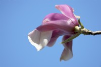 Magnolia Schmetterling
