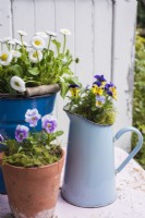 Blue enamel jug planted up with blue and yellow Violas with terracotta pot of Violas and enamel bucket with white Bellis perennis