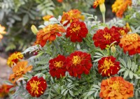 Tagetes patula Red Cherry, autumn September