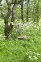 Two vintage wooden garden chairs in the middle of cow parsley in the meadow.