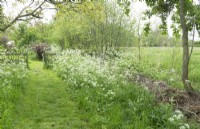 Path to wooden fence overgrown by cow parsley in the meadow.