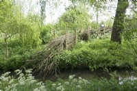Hedge built with willow branches near the water with cow parsley at the water side.
