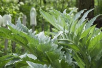 Cynara cardunculus. Artichoke leafs.