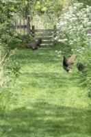 Chickens in front of wooden gate on path of grass in the middle of cow parsley borders.