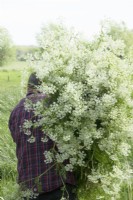 Man carrying bunch of cow parsley in the meadow.