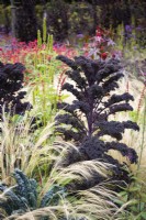Deep purple Kale 'Redbor' surrounded by Stipa tenuissima in September