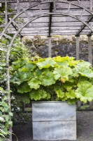 Galvanised container of Darmera peltata at Whitburgh House Walled Garden in September.