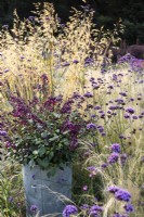 Container of Salvia Love and Wishes Serendip6 surrounded by Verbena bonariensis and ornamental grasses at Whitburgh House Walled Garden in September.