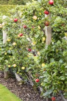 Cordon apples in September.