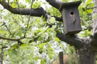 Bird house in blossom tree.