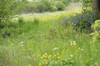 Meadow with wildflowers like Dandelions and Ranunculus.