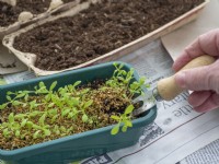 Prick out seedlings into prepared recycled egg box