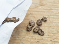 Honesty seeds stored over winter in white paper envelope