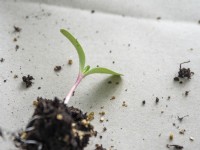 Scabiosa stellata Sternkugel seedlings
