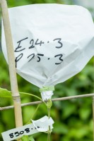 A pollinated clematis flower is protected by a paper bag, to avoid unwanted pollination from taking place, and labelled with a unique number