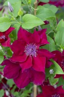 Clematis 'Nubia', a compact clematis that thrives in containers, flowering from early to mid summer, and again in early autumn.