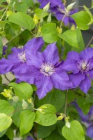 Clematis 'Sacha' bears bright deep blue flowers in abundance, flowering early summer and again in late summer, growing to about 1.3 metres.