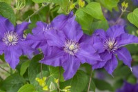 Clematis 'Sacha' bears bright deep blue flowers in abundance, flowering early summer and again in late summer, growing to about 1.3 metres.