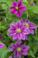 Clematis 'Vicky' is a compact, free flowering clematis with stunning two-tone pink flowers that last well.  It is suitable for a shady spot, flowering in early summer, and again in early autumn.
