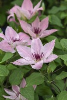Clematis 'Sarah Elizabeth', a glowing pink clematis flowering from late spring until autumn.