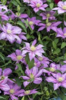 Clematis 'Volunteer', a compact pink clematis with yellow centre, that flowers from late spring until autumn.