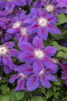 Clematis 'Anna Louise', a cultivar raised in Guernsey by Raymond Evison, and named after his second daughter. Flowers late spring and late summer.