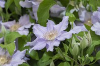 Clematis 'Angelique', a compact dusky blue clematis flowering from early summer until autumn.