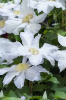Clematis 'Ice Blue', a large-flowered clematis with white flowers with blue tints, flowering from mid spring well into autumn.