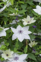 Clematis 'Tsukiko', a white clematis flowering from early until late summer.