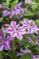 Clematis 'Ooh La La' syn. 'Cherokee', a compact two-tone pink clematis flowering from late spring until late summer.