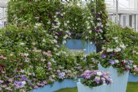 Raymond Evison clematis exhibit in the Great Pavilion at the Chelsea Flower Show 2022, where it won his 32nd Gold Medal.