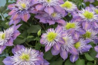 Clematis 'Crystal Fountain', a compact plant that repeat flowers. Found in 1994 by Raymond Evison in a Japanese nursery.