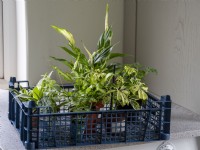 Young houseplants in basket container