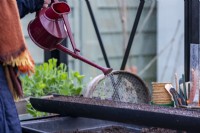 Woman watering lettuce seeds in a gutter
