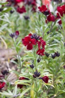 Erysimum cheiri 'Blood Red' - Wallflower
