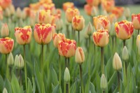 Tulipa 'Banja Luka' - Darwin hybrid tulip