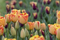Tulipa 'Banja Luka' - Darwin hybrid tulip