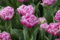 Tulipa 'Dressing' - Tulip