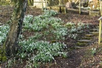 Bank of snowdrops at Cotswold Farm Gardens in February.