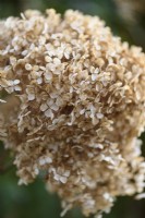 Papery dead flower heads of Hydrangea arborescens 'Annabelle' in February.