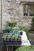 Snowdrops for sale on open days at Cotswold Farm Gardens in February.