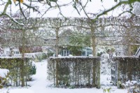 View of formal walled town garden in winter with pleached field maples - Acer campestre - and hawthorn hedges - Crataegus monogyna - dividing a garden into compartments. December